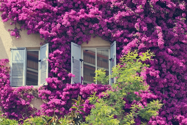 Kiipeilyä kukinnan-kasvi-violetti