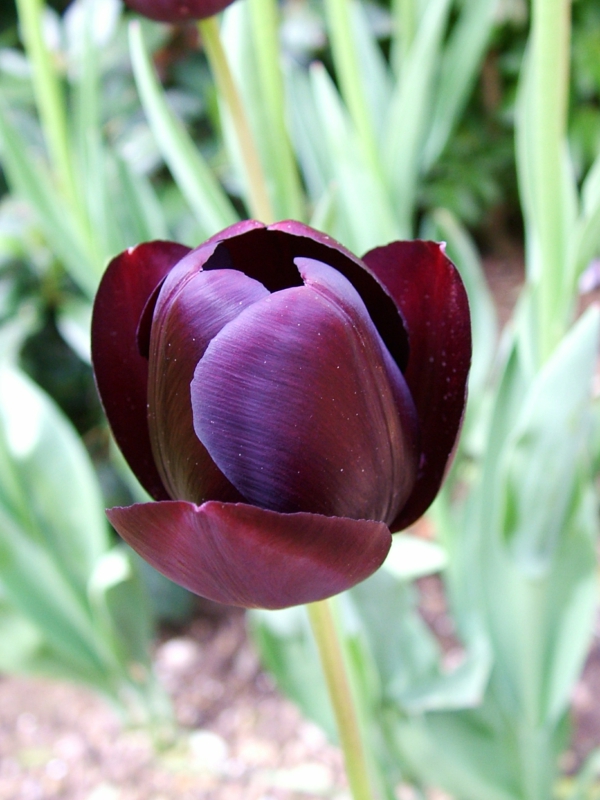 fotó-az-egy-nagyon-jó megjelenésű fekete-tulipán