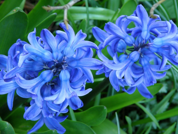 kevät kukka-hyasintti kasveja ja sininen kukka