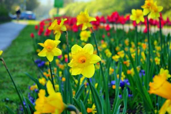 kevät kukka-narsissit-kasvi-keltainen kukka