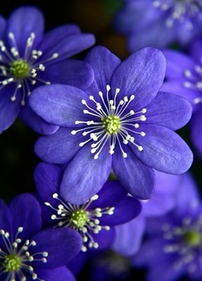 frescas flores de primavera-en-color púrpura