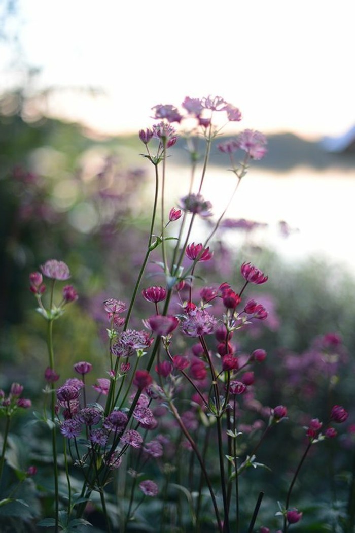 פרחים-ב-ורוד-ו-סגול באביב טריים גוונים
