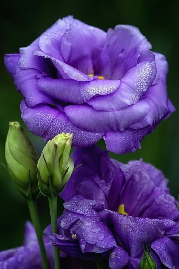 פרחים-עם-יפה-סגול באביב טרי צבע