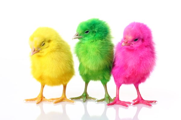मीरा-ईस्टर-तीन-रंगीन-चिकन-सुपर मिठाई और शांत तस्वीर
