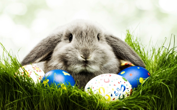 快乐复活节酷兔宝宝超级可爱和酷图片