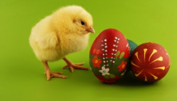 खुश ईस्टर चिकन और अंडे सुपर प्यारा और शांत तस्वीर