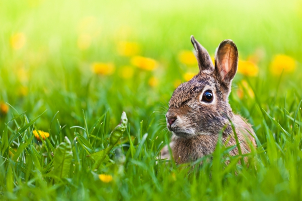 快乐复活节兔子在这草超级可爱和酷的图片