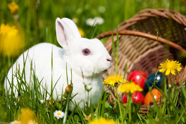 快乐复活节兔子雕塑鸡蛋篮子草超级可爱和酷的图片