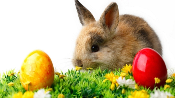 快乐复活节兔子和彩色蛋超级可爱和酷的图片