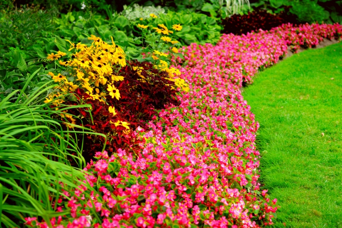 hermosas flores de colores - diseño de jardín