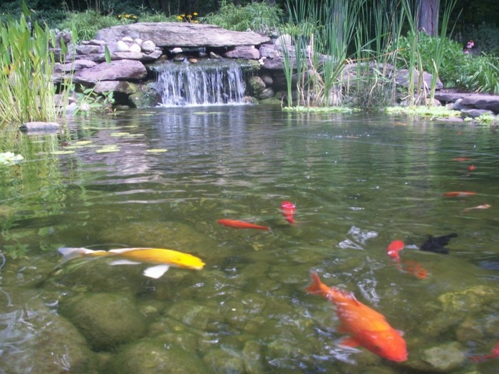 gartenteich创建创建与鱼-A-花园pond-