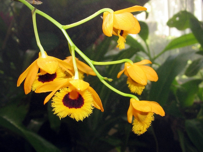 पीले Orhideen प्रजातियों