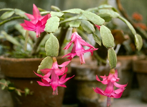 Članovi kaktus-cvjetnice houseplant-roza-cvijet