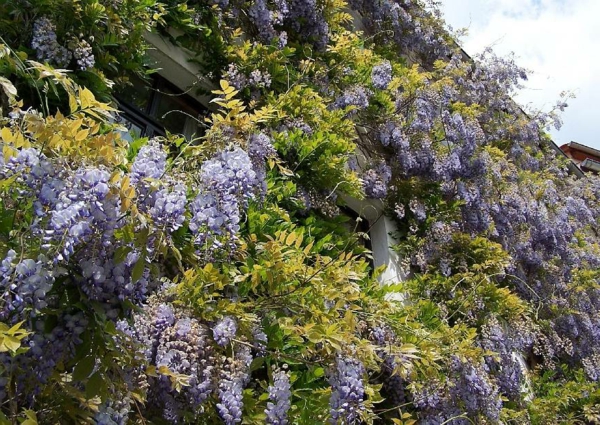wisteria नीले बारिश से wisteria-मुखौटा हरी बैंगनी लताओं