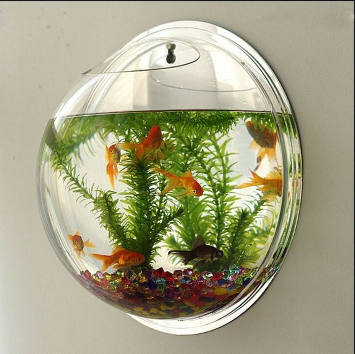 poisson rouge-aquarium-device-aquarium-déco multicolore-pierres-eau plantes