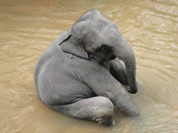 תמונה מתוקה של פיל תינוק במים