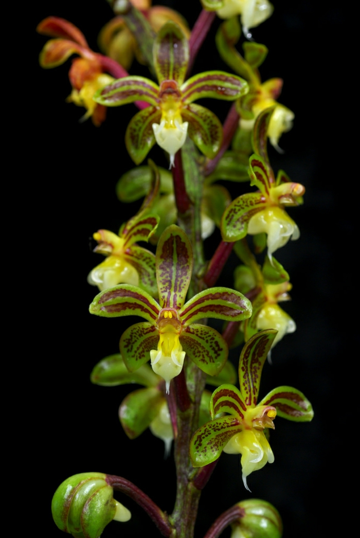 vihreävalkoisen ruskean-Orhideen lajien