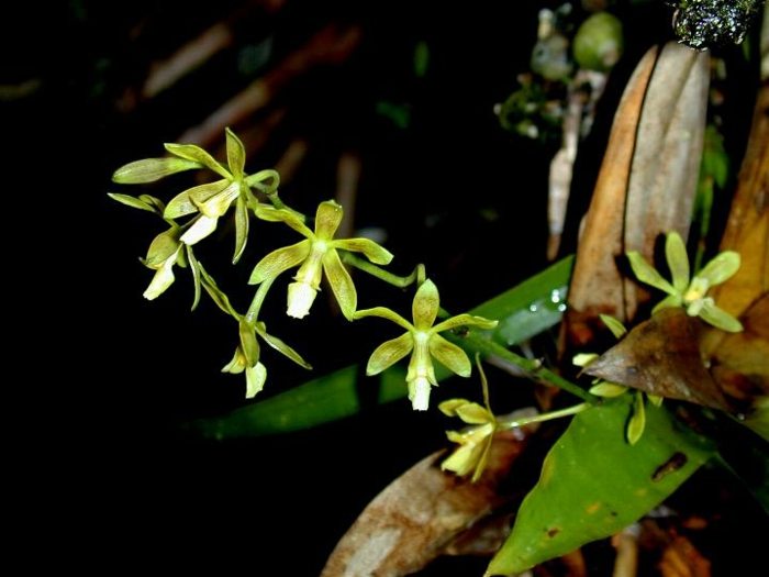 vihreä-Orhideen lajien