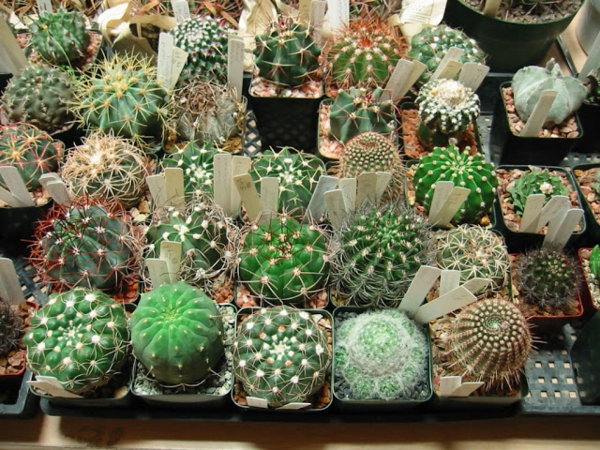 green-cactus-species- se ven muy dulces