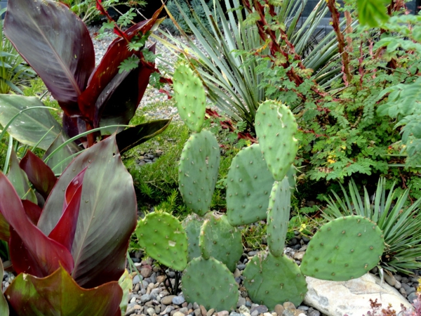 green-cacti-modern-garden-design-beautiful ideas