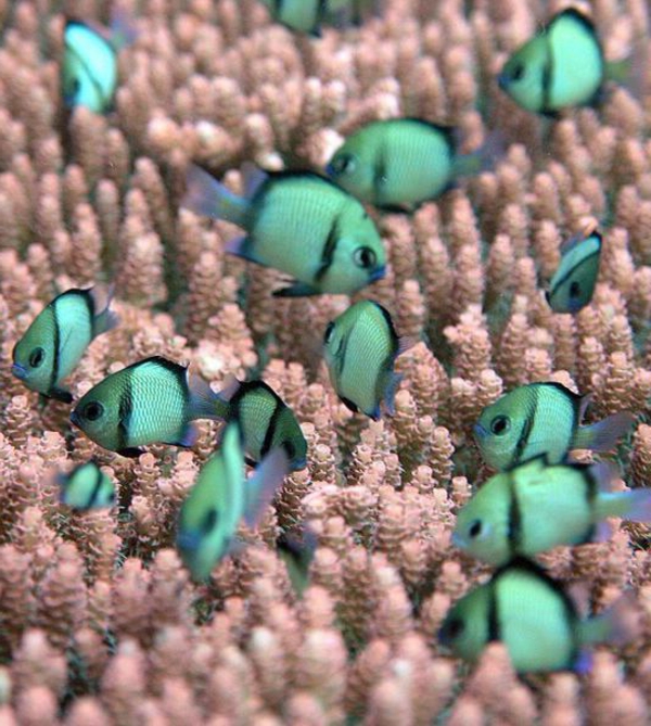 verde-poco-peces-fondo de pantalla de la pesca-increíble-peces-cool fondo de pantalla