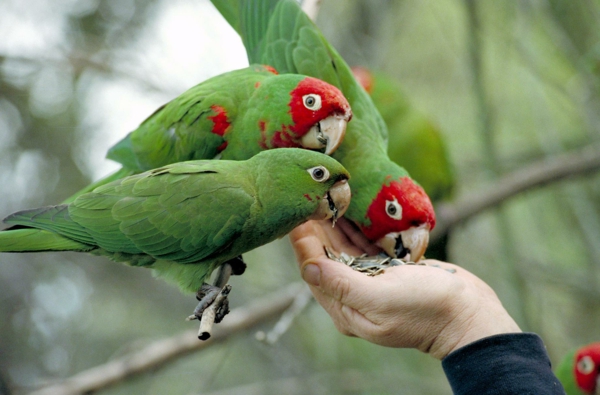 Πράσινο παπαγάλος Πολύχρωμο Παπαγάλος Παπαγάλος-Πίνακες Ζωγραφικής-