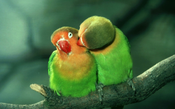 Πράσινο παπαγάλος Πολύχρωμο Παπαγάλος Παπαγάλος ταπετσαρία παπαγάλος-πράσινο