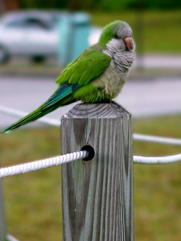 תוכי ירוק תוכי טפט Parrot Parrot צבעוני