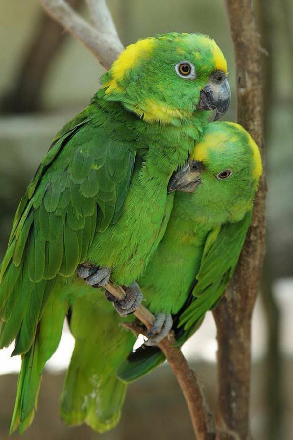 Green Parrot Värikäs Papukaija Papukaija taustakuva