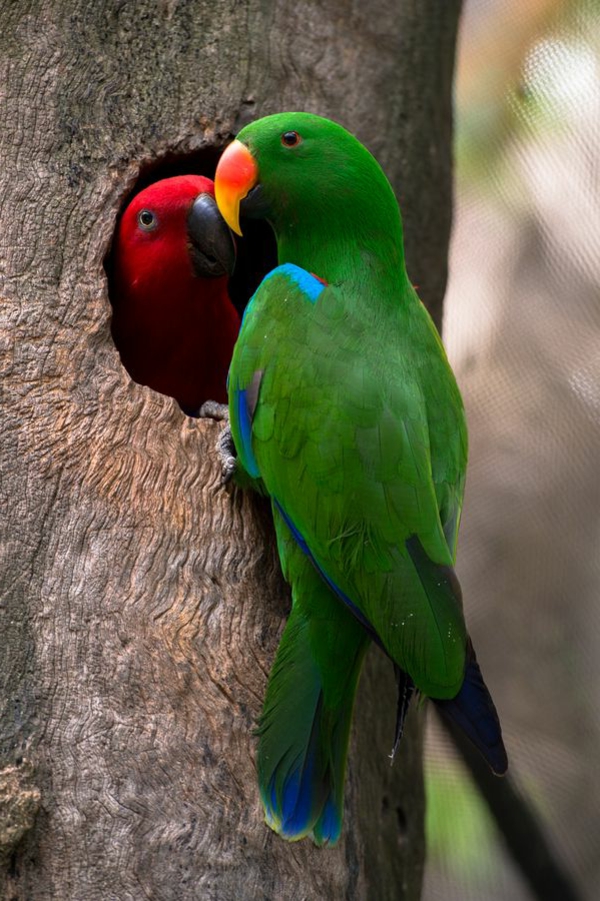 -grüner Parrot Πολύχρωμο ταπετσαρία Παπαγάλος Παπαγάλος