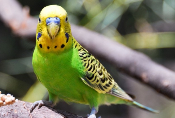 טפט Parrot Parrot צבעוני --grüner Parrot