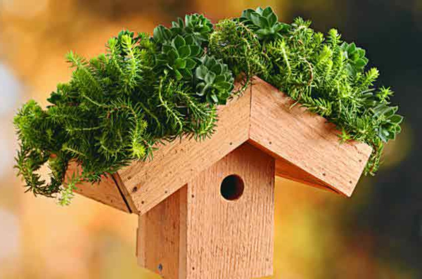 vihreä-katto-birdhouse-self-build-vihreä istutus