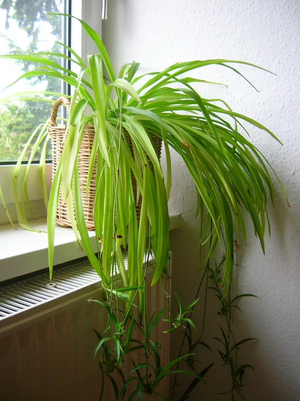绿百合美丽 - 室内植物 - 一个窗口