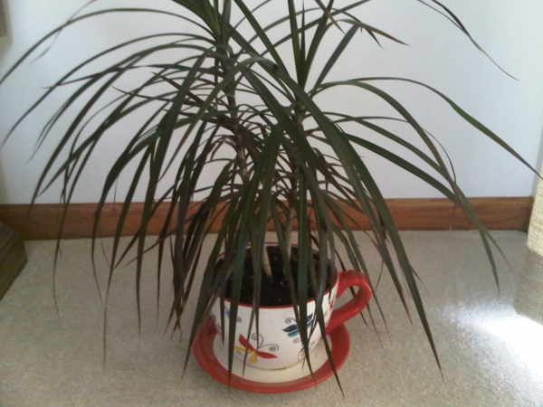 plantes vertes-plantes d'intérieur-mur blanc derrière