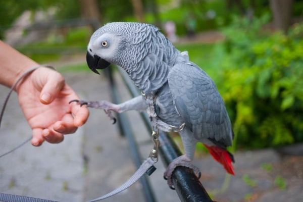 Harmaapapukaija Parrot-osta puhuva papukaija