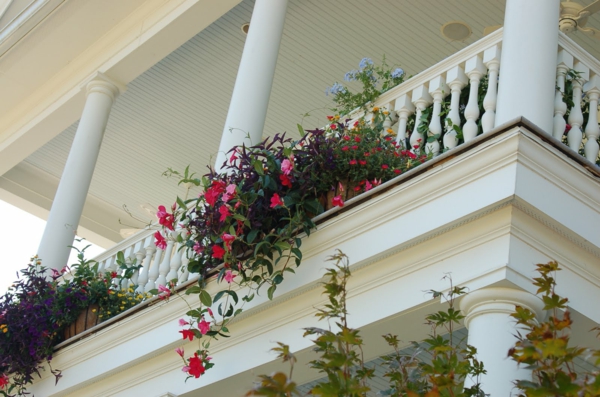 висящи балконски растения - Тим Дауни