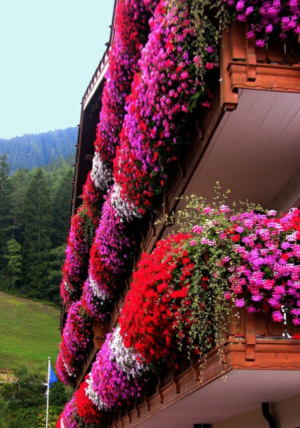 pendaison-balkonpflanzen-fleur-en-Trentin-Tyrol du Sud-Italie