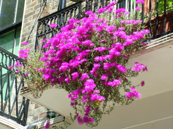 roikkuu-balkonpflanzen vaaleanpunainen