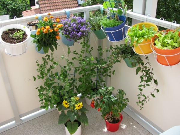תלוי-balkonpflanzen צמחוני-על-מרפסת