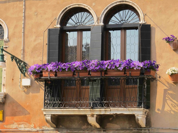 pendaison-balkonpflanzen-venise-violet