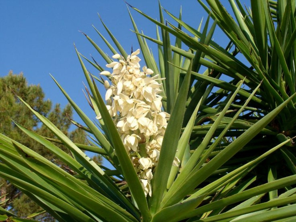 -hauspflanzen-juka-filamentosa-biljaka palm-