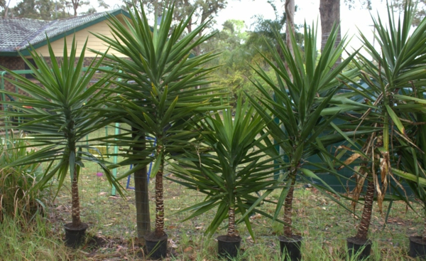 house kasvi-Yucca-filamentosa-kasvi-palmujen puutarhakasvit