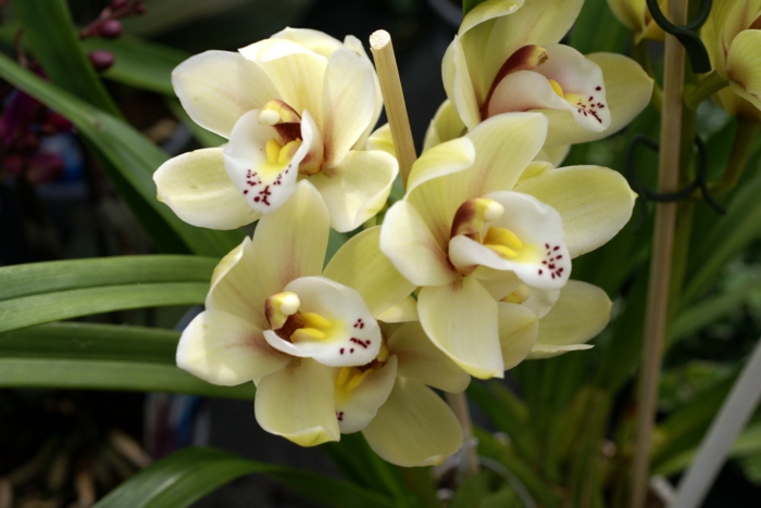हल्के पीले रंग-Orhideen प्रजातियों