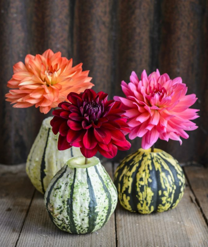Vases और अपने आप को कद्दू बनाओ, तीन रंगों में सुंदर chrysanthemums, गिर घर मिलता है