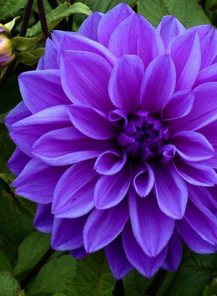 púrpura hermoso Plato de flores de la dalia