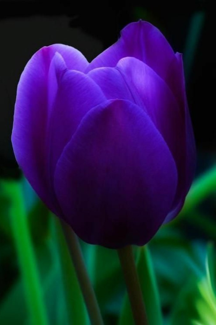 tulipán púrpura hermosa de fotos de Cerrar-