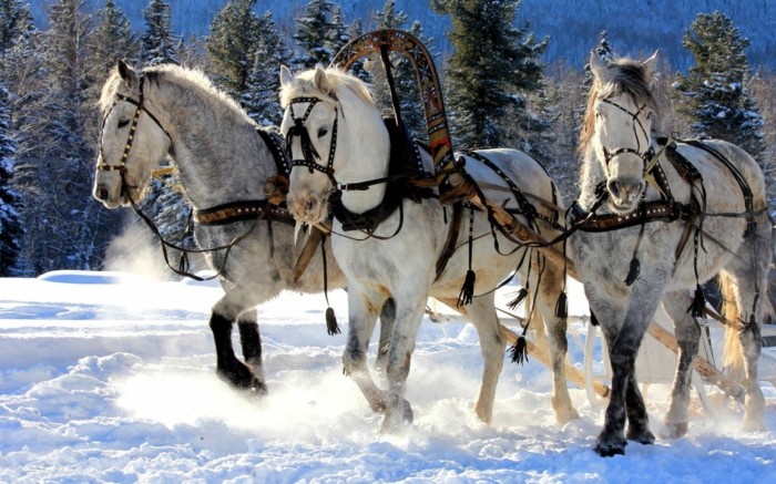upea valokuva-hevonen-in-snow