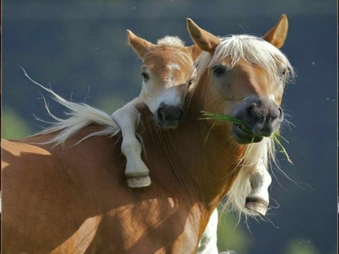 华丽的照片，美丽的马，灵感，在小和妈妈