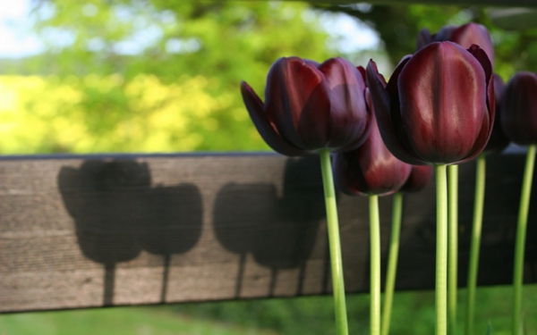 gyönyörű fotó-of-fekete tulipán