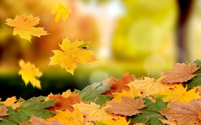 taustakuva-for-syksyn Falling Leaves